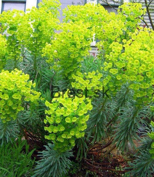 Euphorbia characias 'Humpty Dumpty'